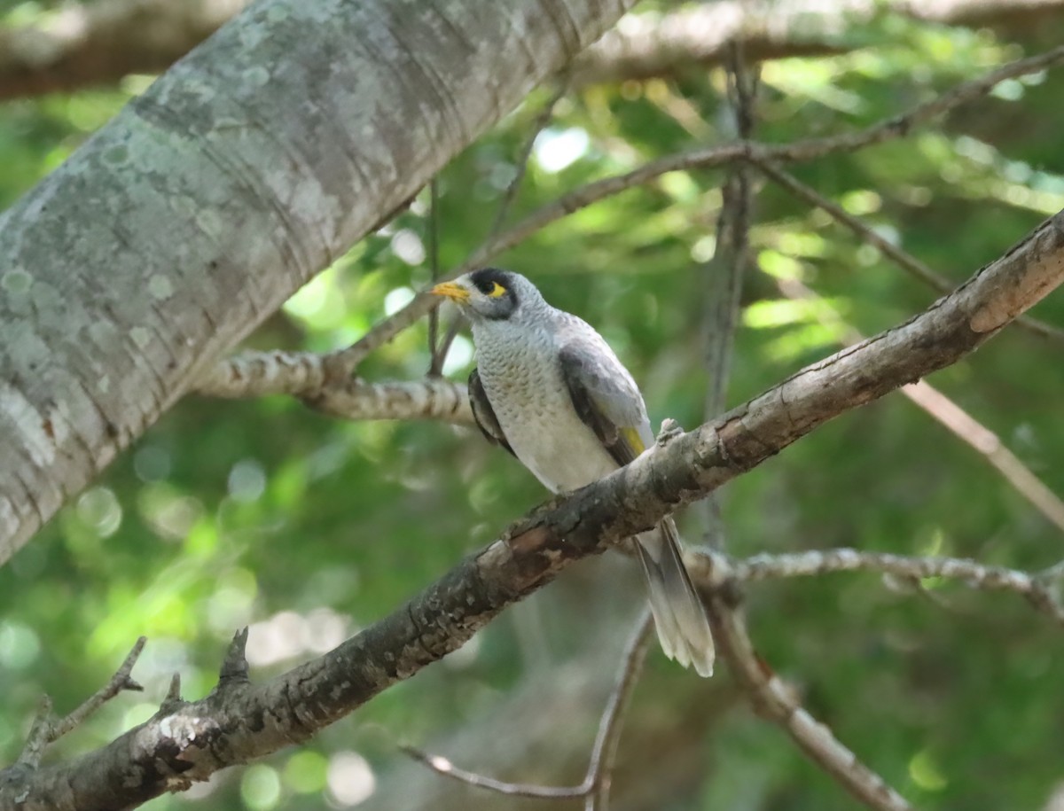 Noisy Miner - ML615529475