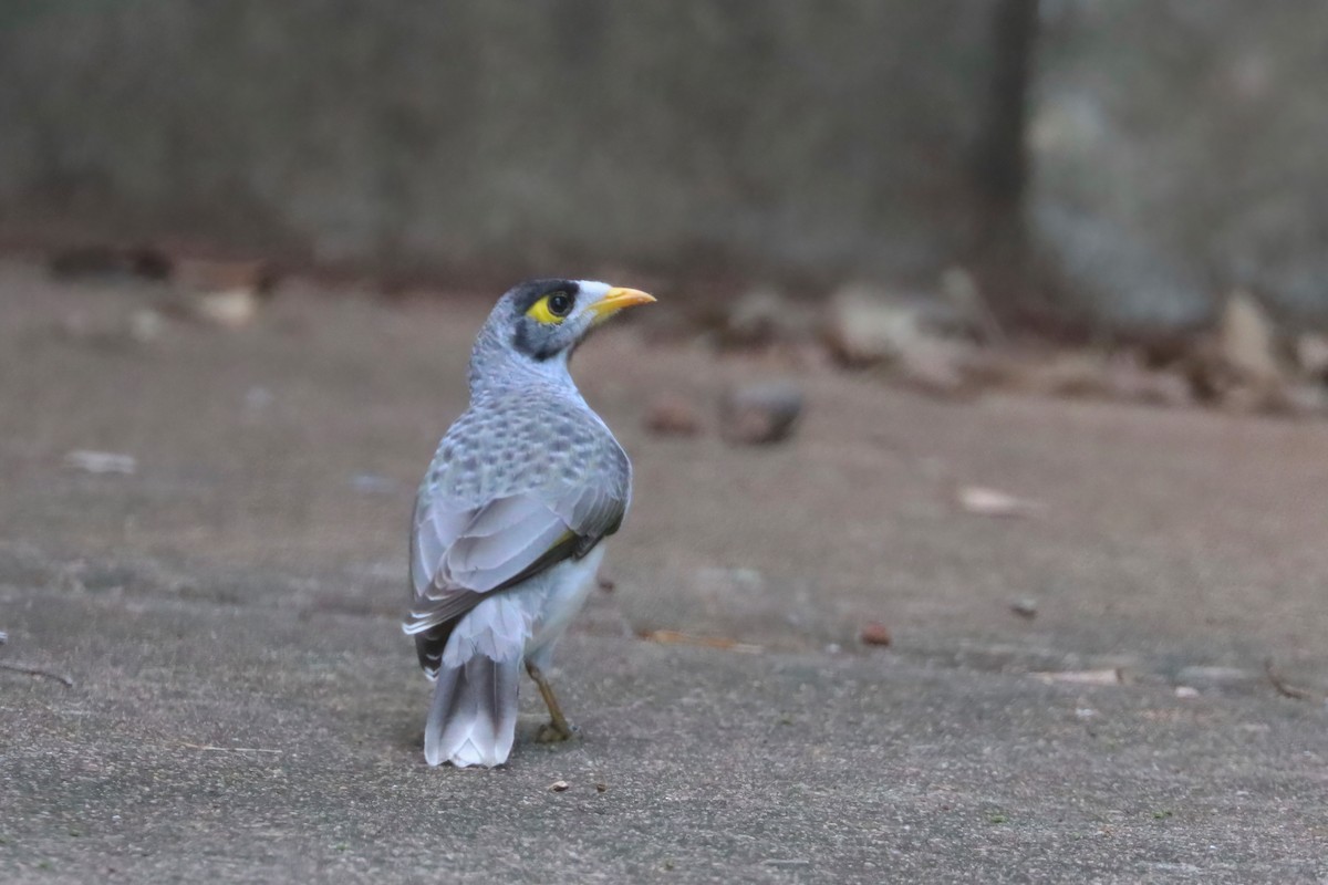 Noisy Miner - ML615529476