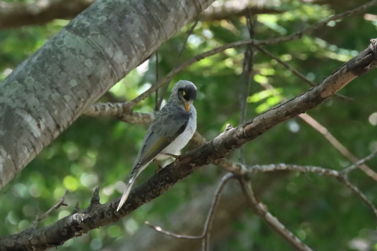 Noisy Miner - ML615529477