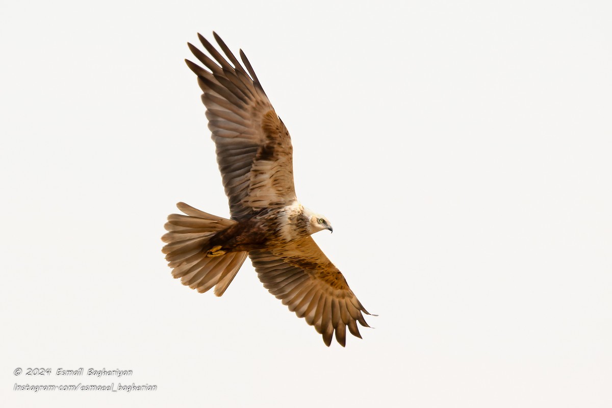 Western Marsh Harrier - Esmail Bagheriyan