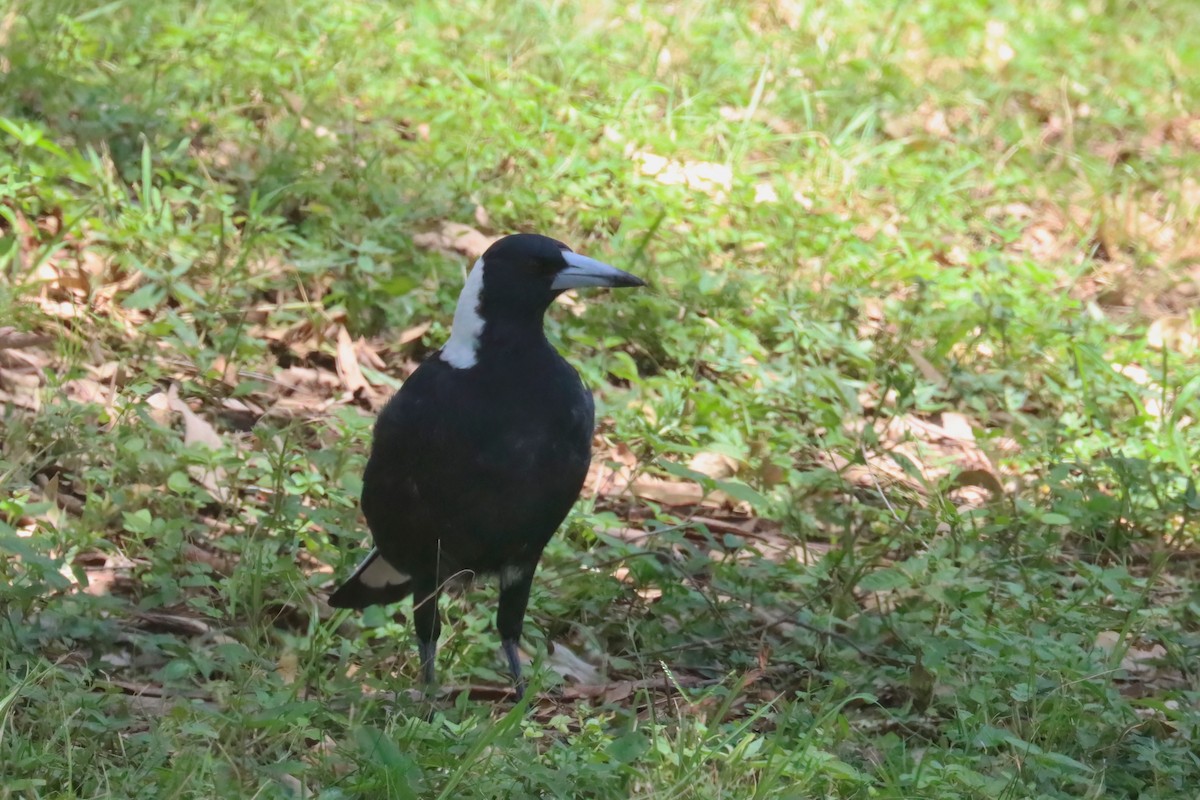 Australian Magpie - ML615529542