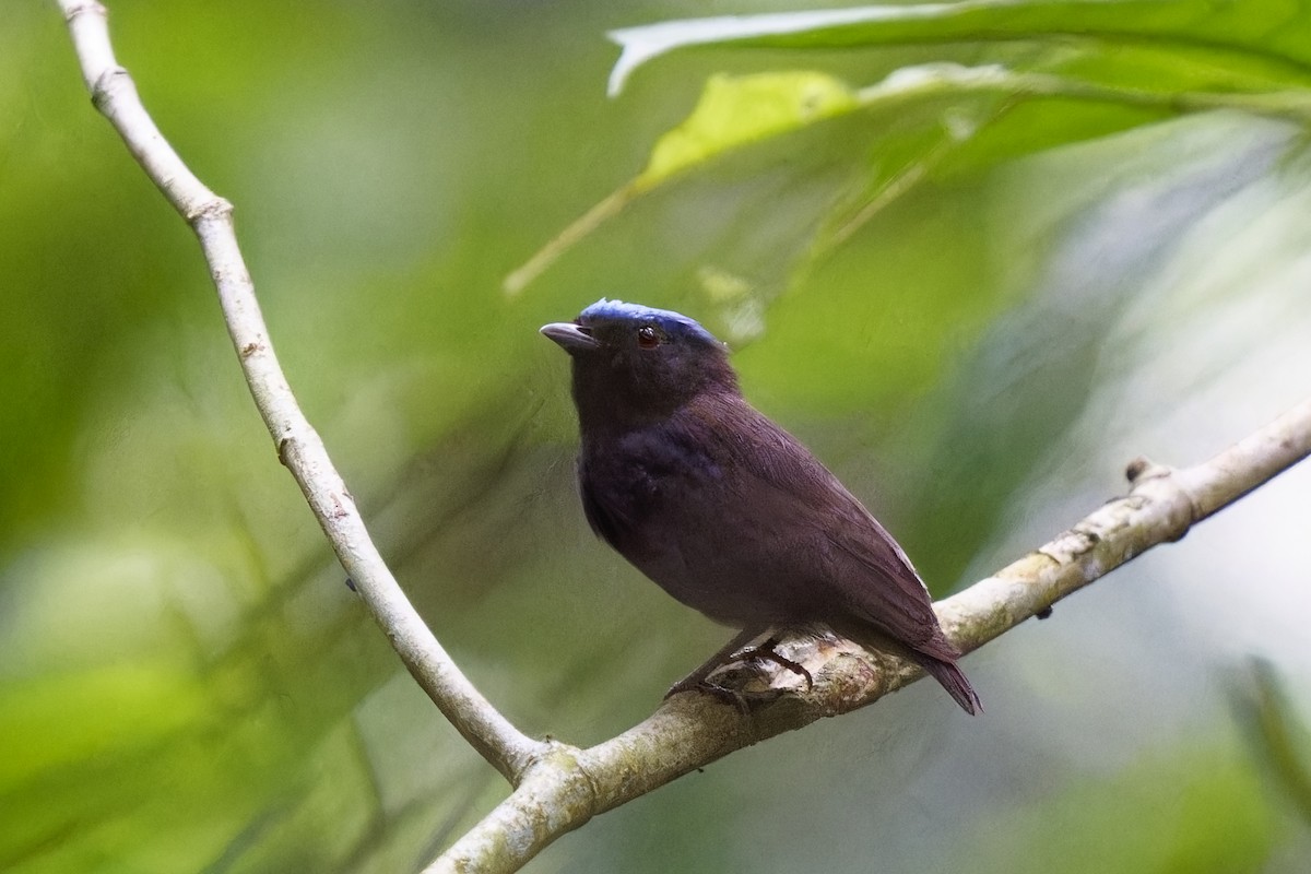 Blue-capped Manakin - Holger Teichmann