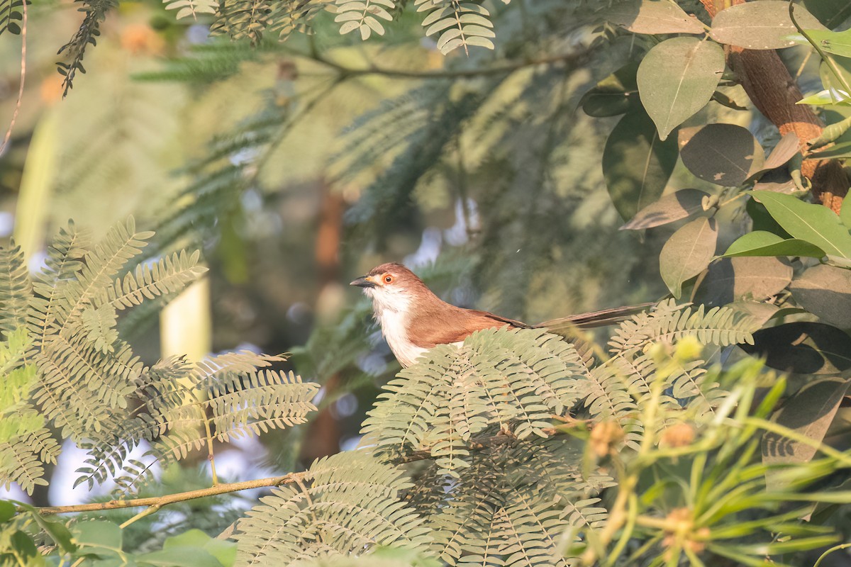 Yellow-eyed Babbler - Kalpesh Krishna