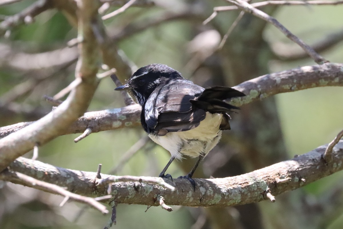 Willie-wagtail - ML615529548