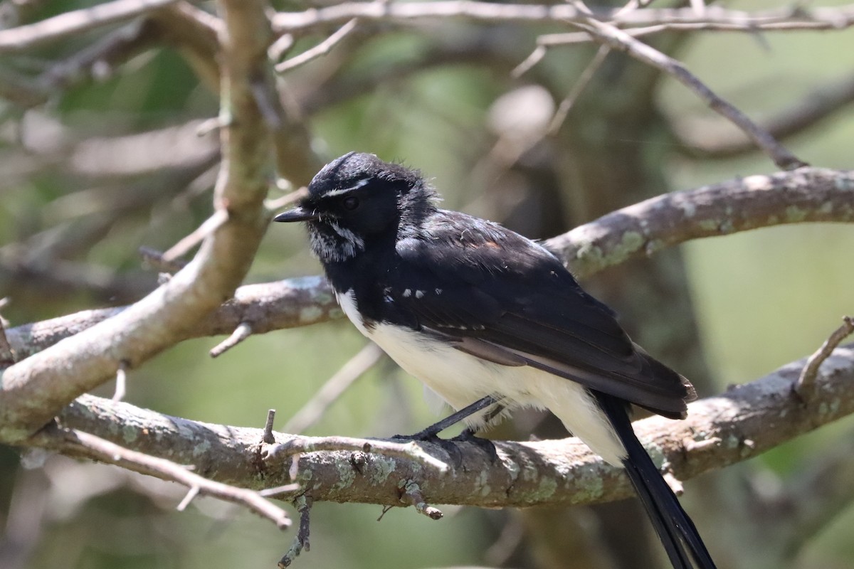 Willie-wagtail - ML615529549