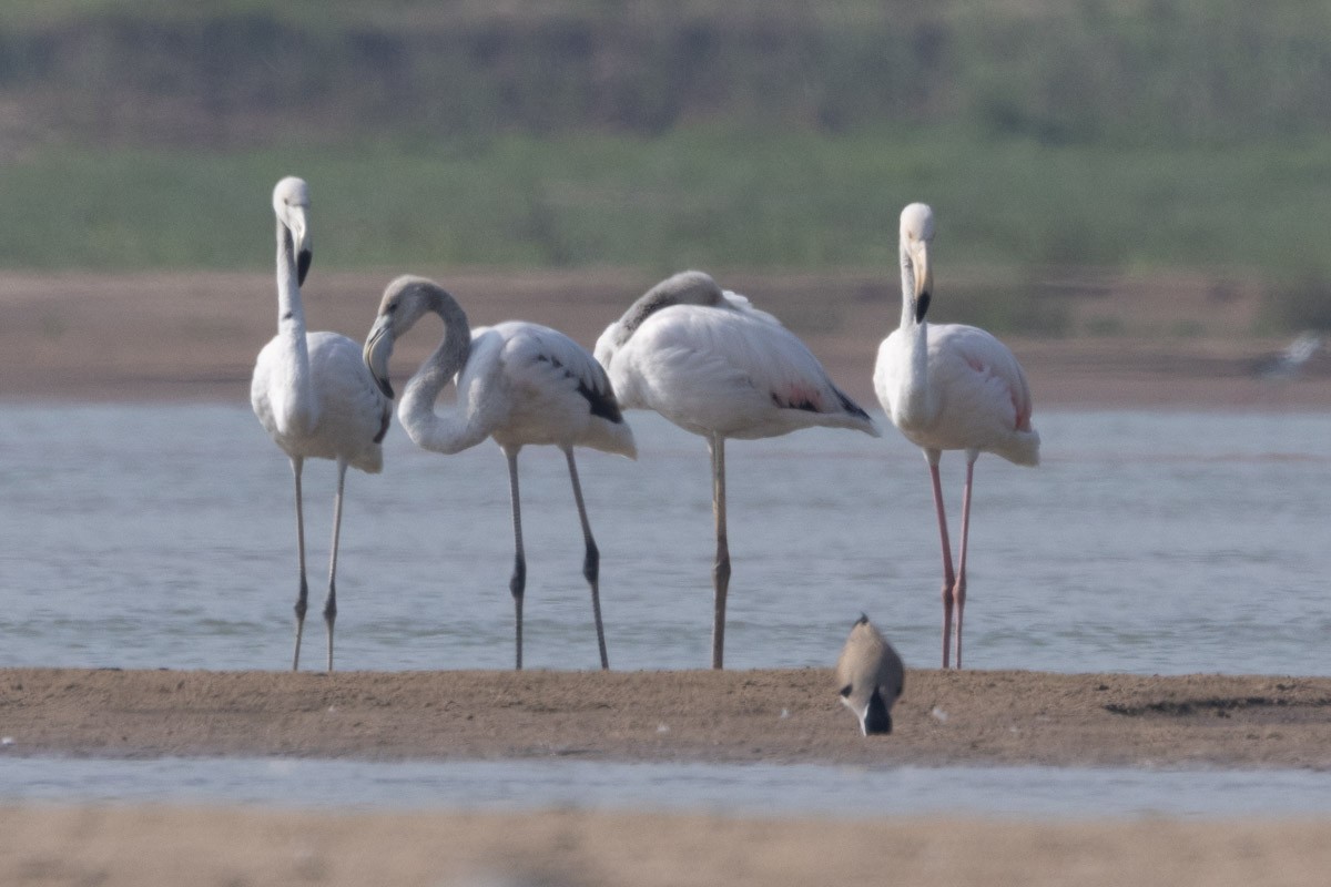 Greater Flamingo - ML615529575