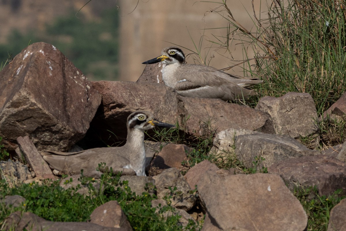 Great Thick-knee - ML615529579