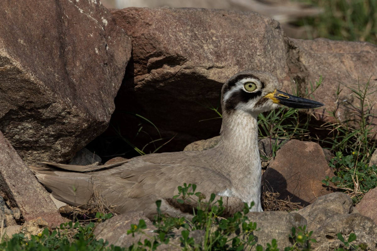 Great Thick-knee - ML615529580