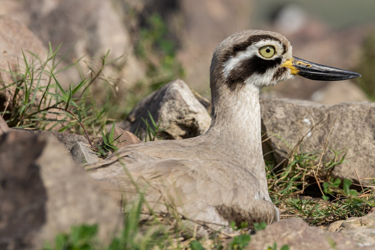 Great Thick-knee - ML615529581
