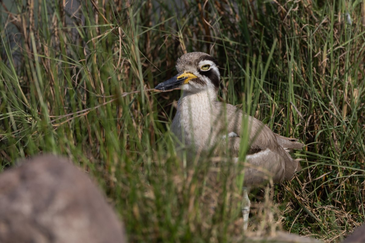 Great Thick-knee - ML615529582