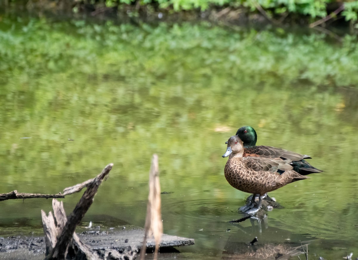 eBird Checklist - 1 Mar 2024 - Salamander Sports Complex, Salamander ...