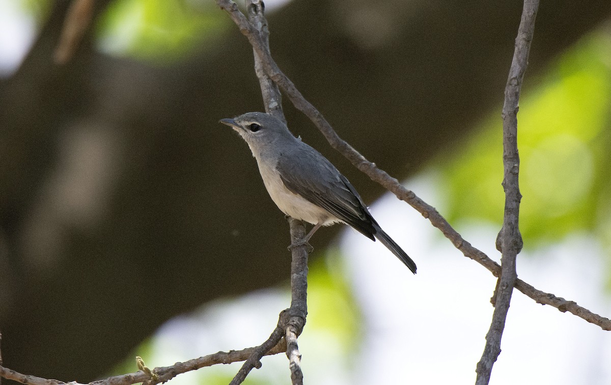 Ashy Flycatcher - ML615529743