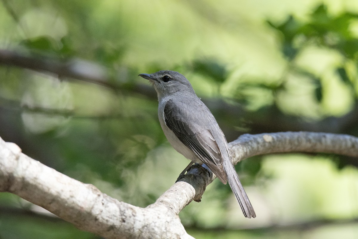 Ashy Flycatcher - ML615529744