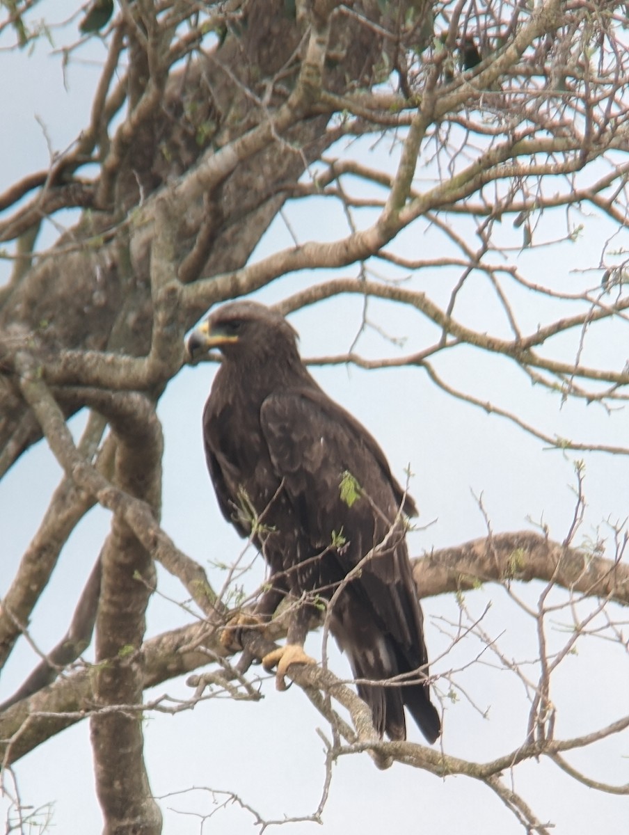 Indian Spotted Eagle - ML615529752