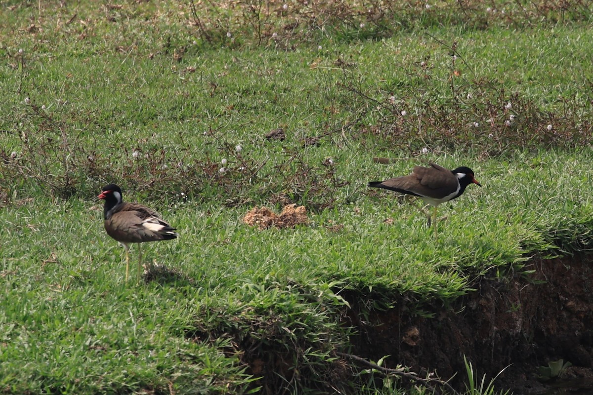 Red-wattled Lapwing - ML615529771