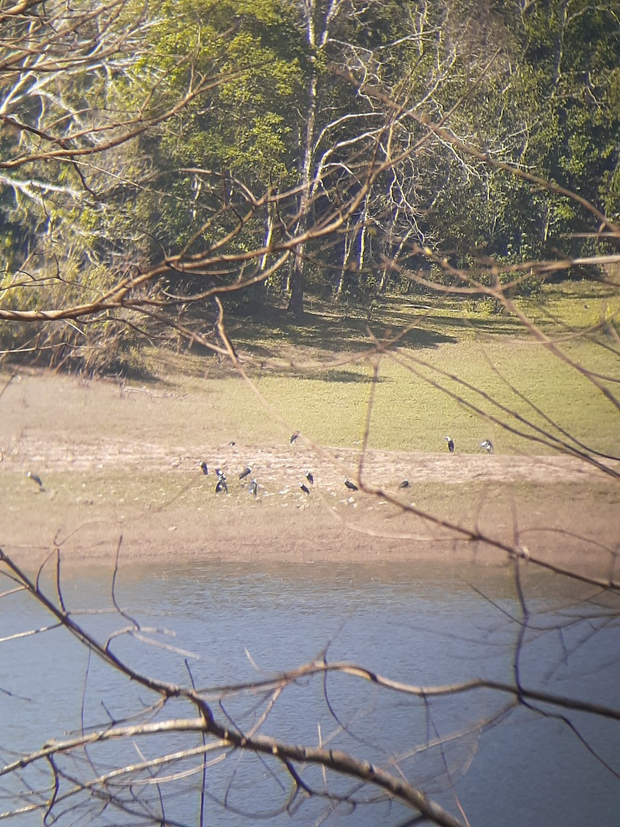 Asian Woolly-necked Stork - ML615529819