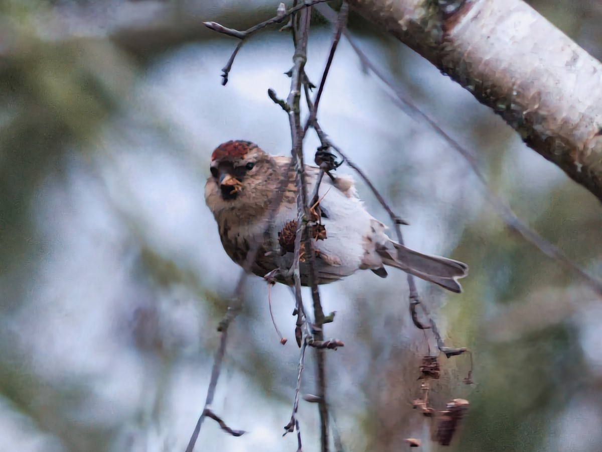 Lesser Redpoll - David & Dawn Harris