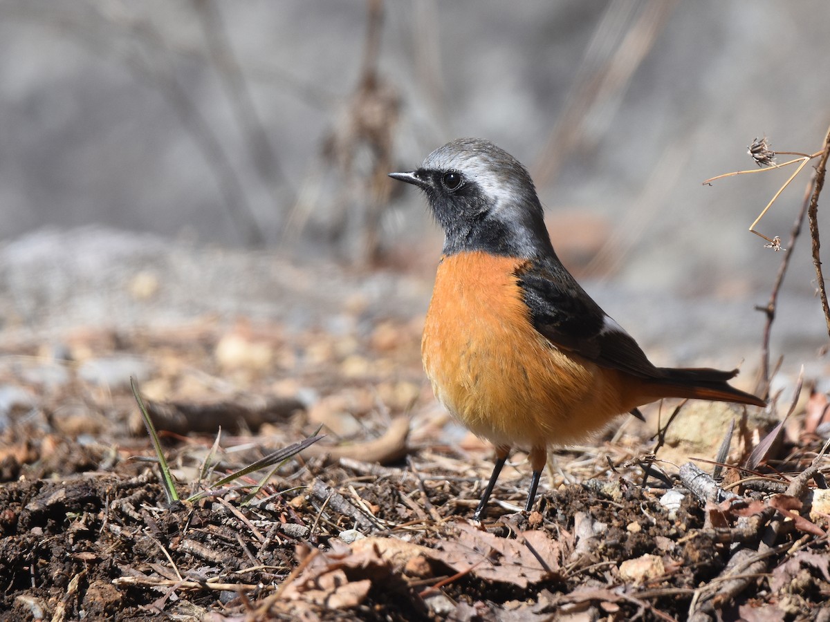 Daurian Redstart - ML615529834