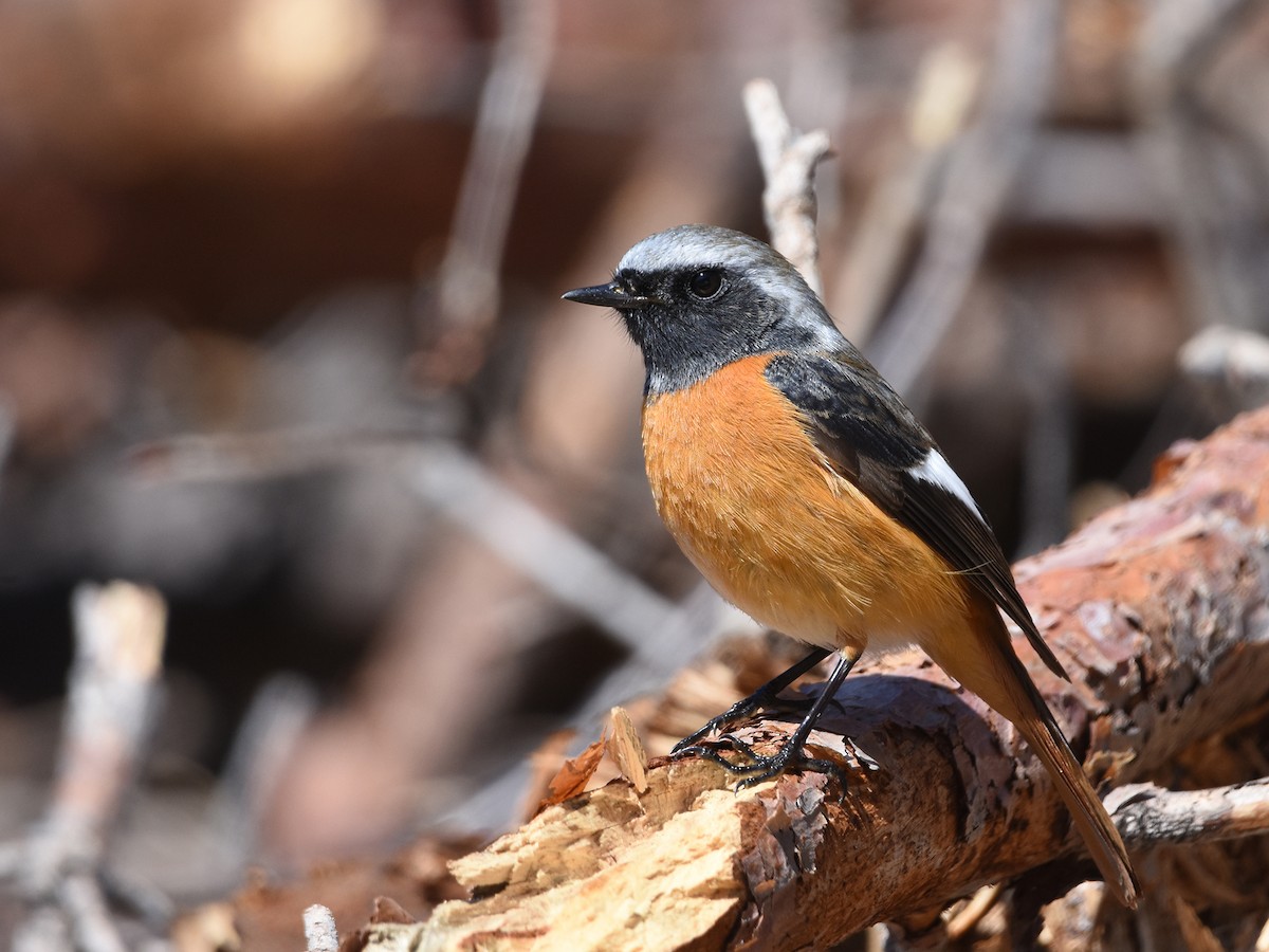 Daurian Redstart - Yojiro Nagai