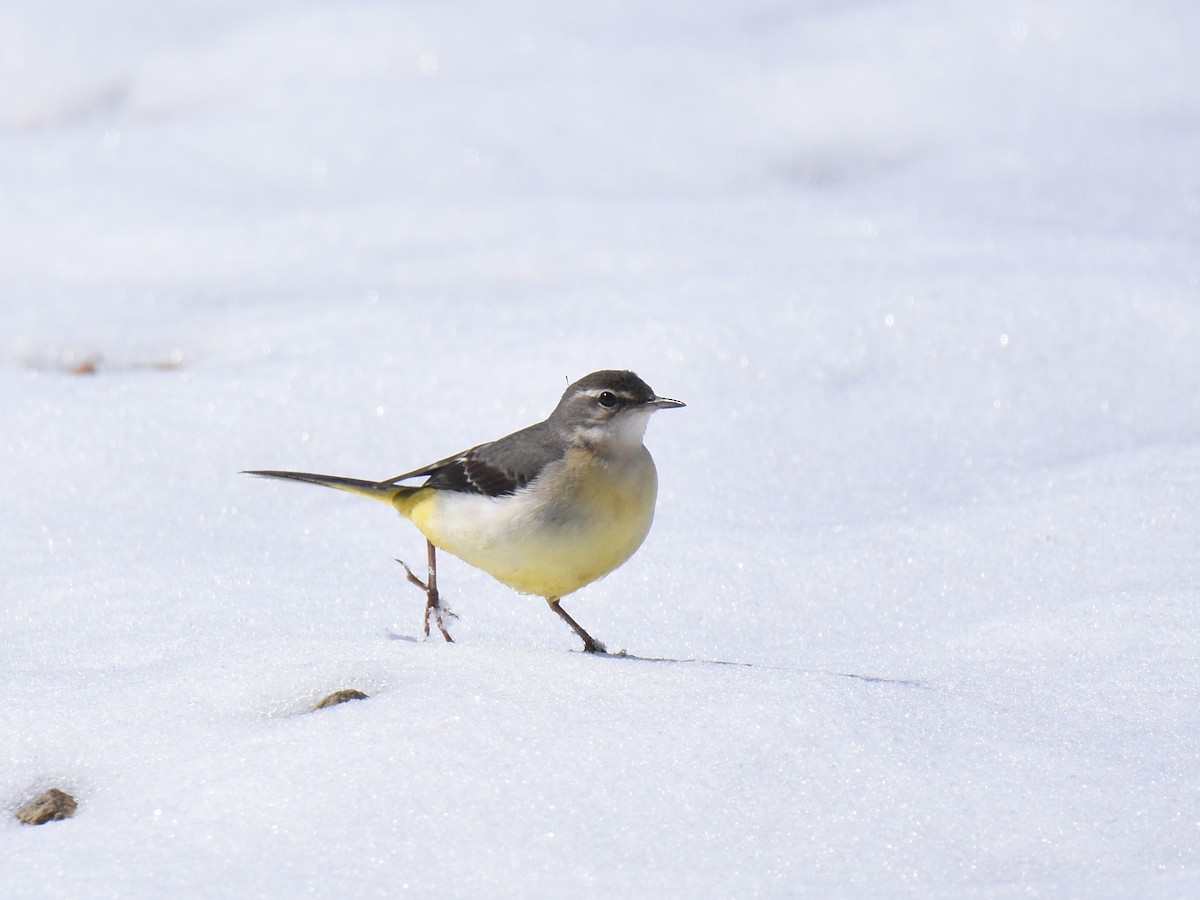 Gray Wagtail - ML615529836