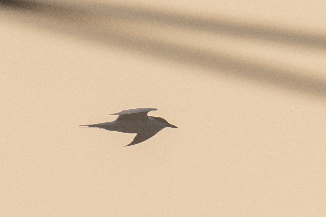 Gull-billed Tern - Kalpesh Krishna