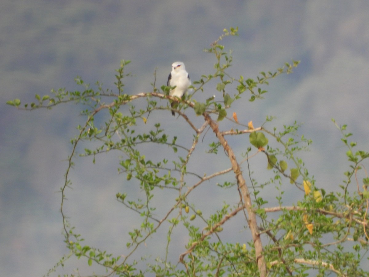 Black-winged Kite - ML615529875