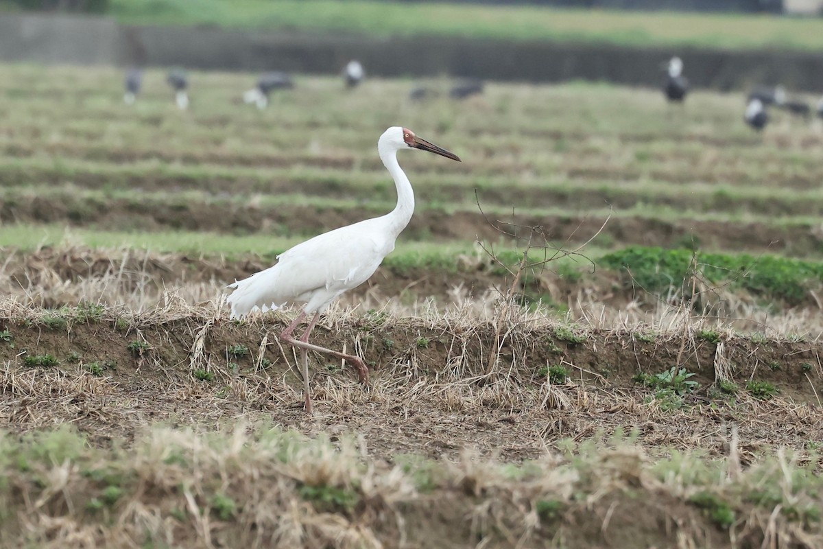 Siberian Crane - ML615529885