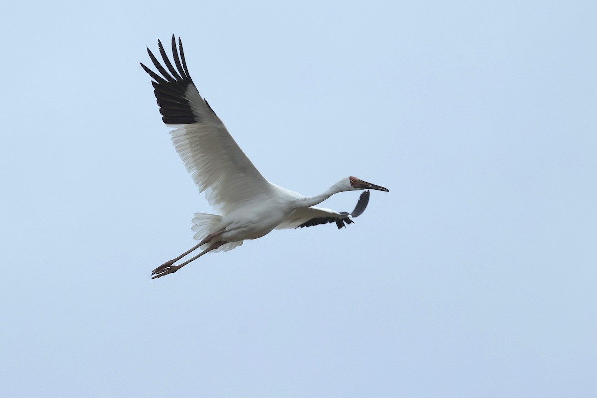 Siberian Crane - ML615529886