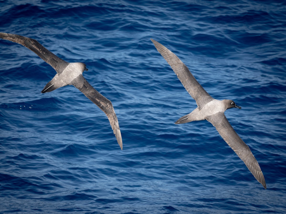 albatros světlehřbetý - ML615529898