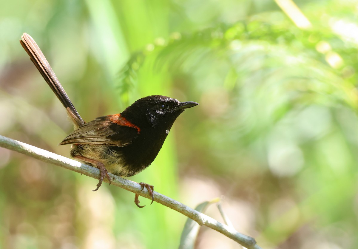 Red-backed Fairywren - Kye Turnbull