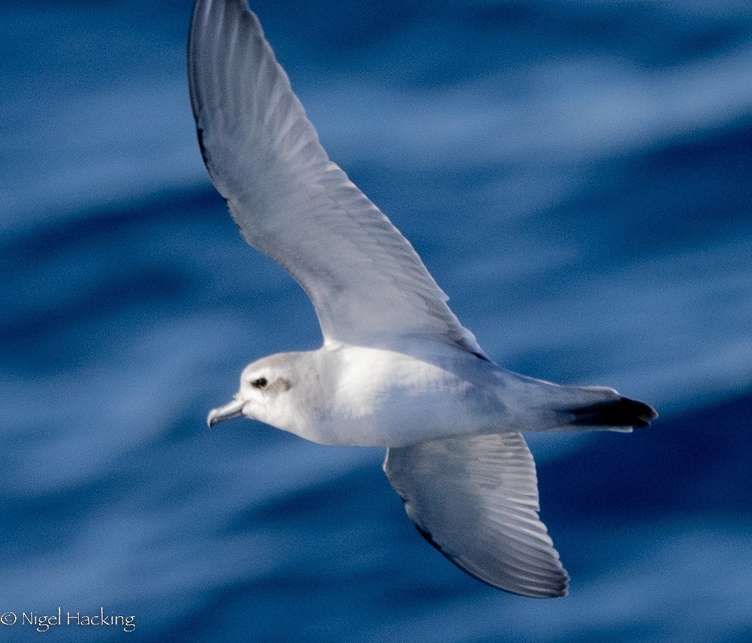 Antarctic Prion - ML615529922