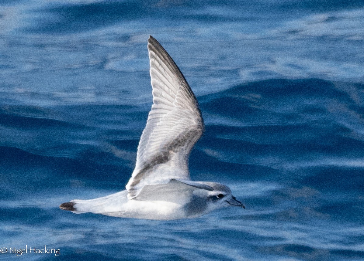 Antarctic Prion - ML615529923