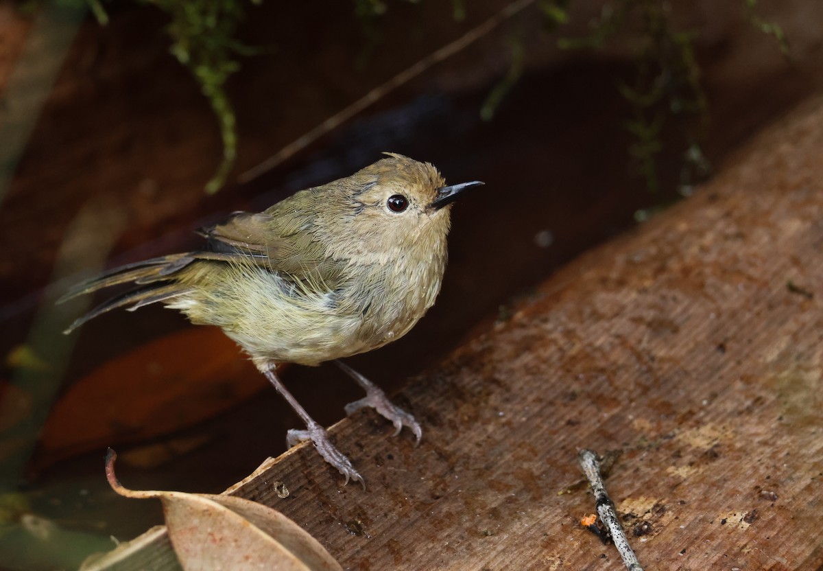 Large-billed Scrubwren - Kye Turnbull