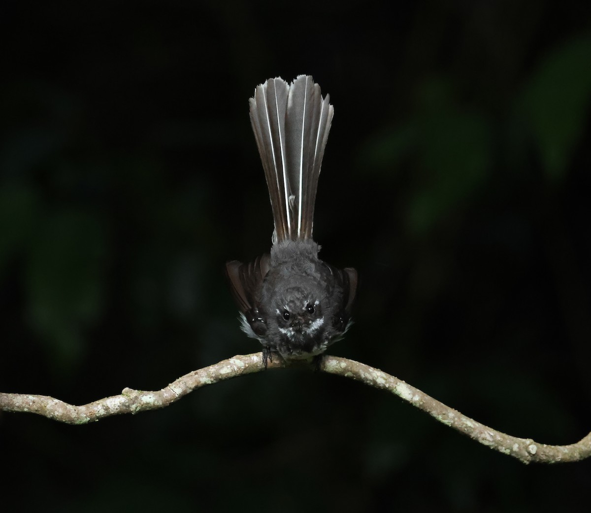 Gray Fantail - Kye Turnbull