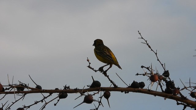 Fox's Weaver - ML615529935