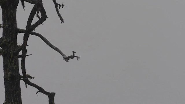 gråbrystspettmeis - ML615529983