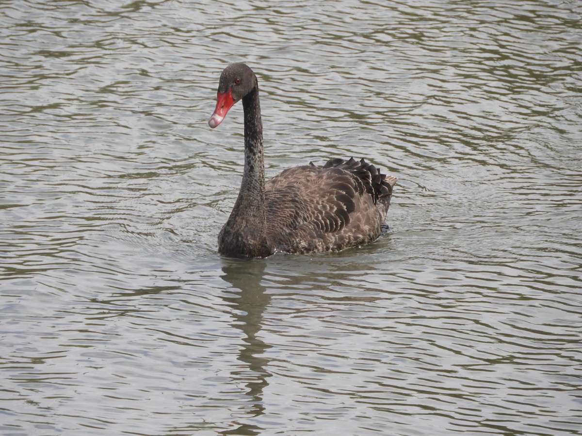 Black Swan - Charles Silveira