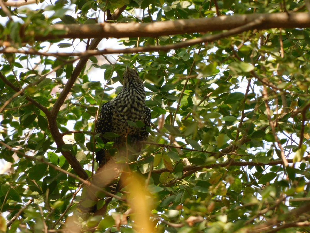 Asian Koel - ML615530027