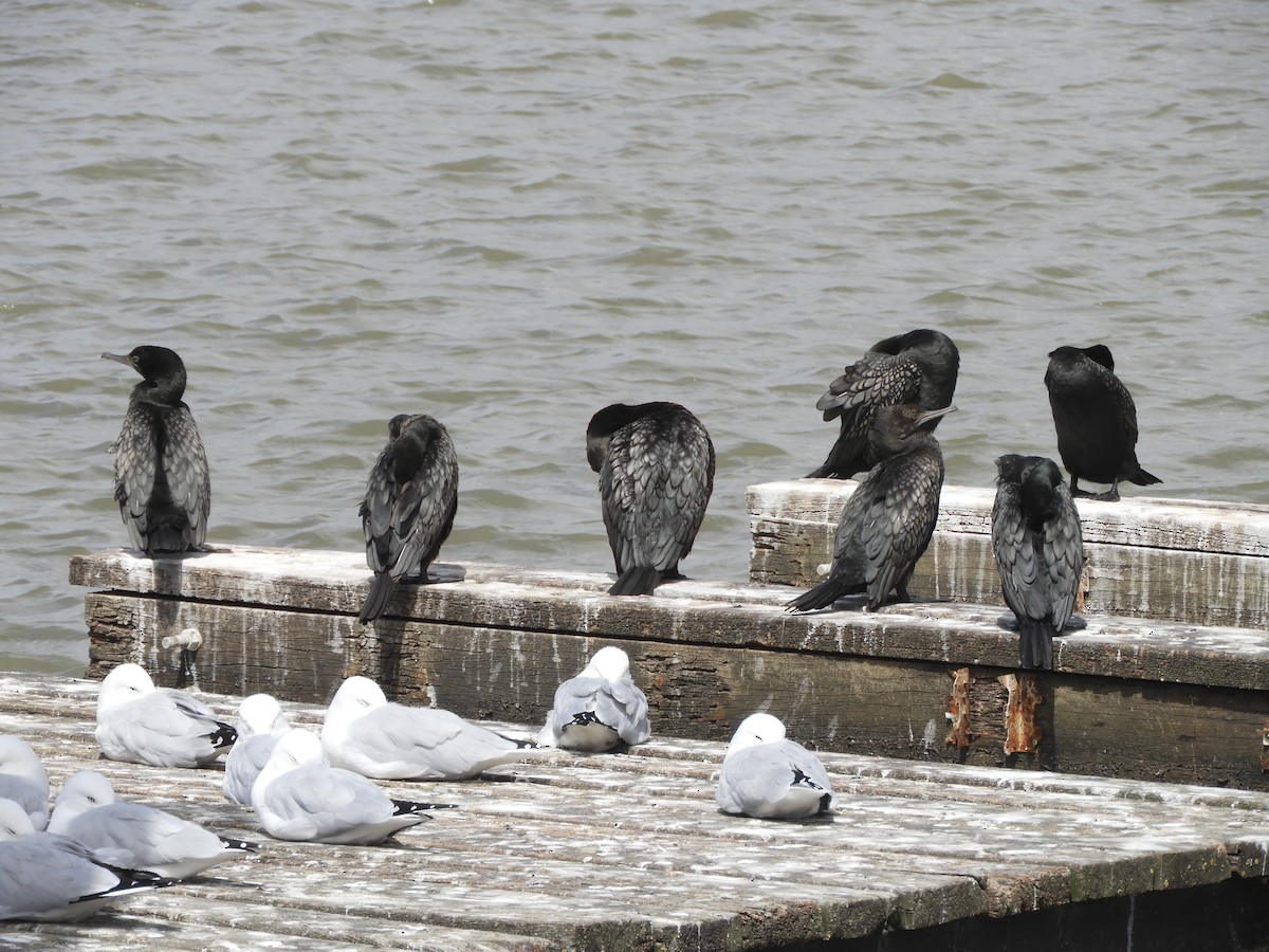 Little Black Cormorant - Charles Silveira