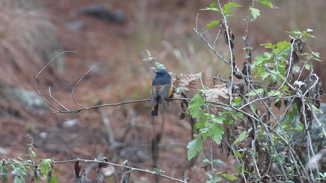 Blue-fronted Redstart - ML615530073