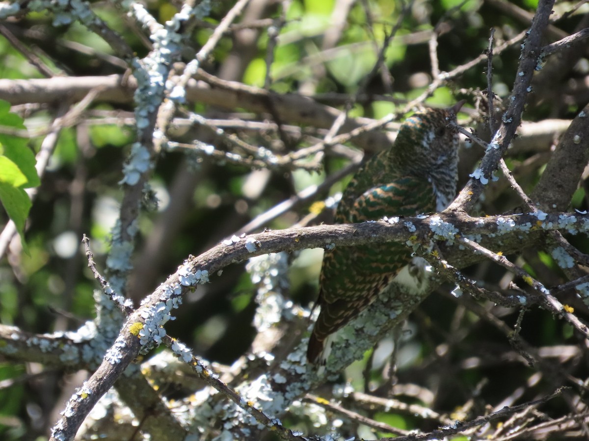 African Emerald Cuckoo - ML615530076