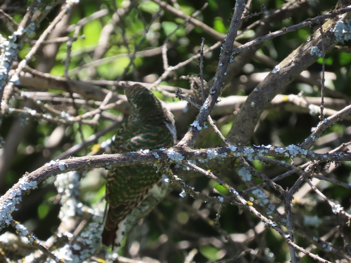 African Emerald Cuckoo - ML615530077
