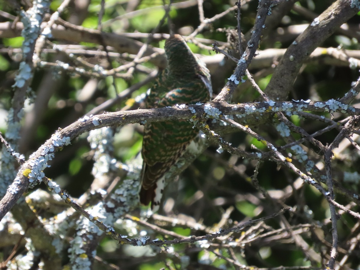 African Emerald Cuckoo - ML615530078