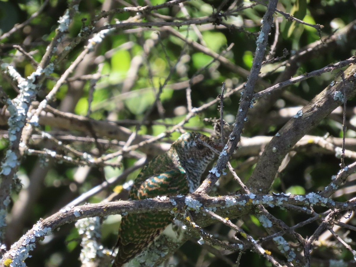 African Emerald Cuckoo - ML615530079