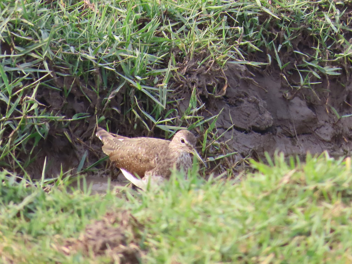 Green Sandpiper - ML615530089