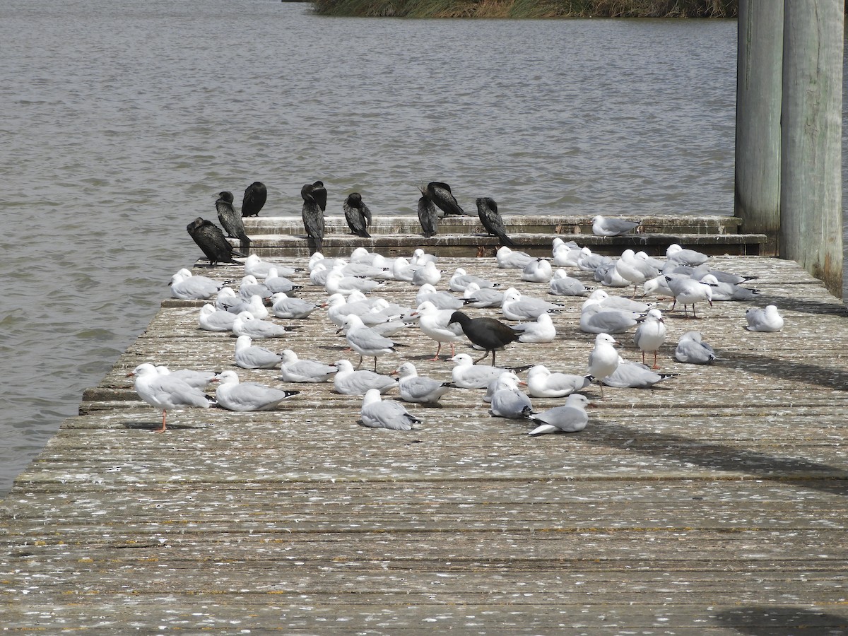 Silver Gull - ML615530103