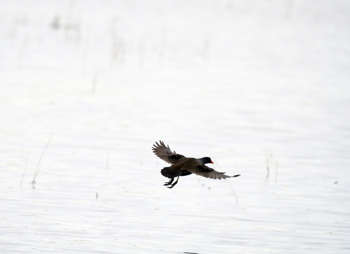 Eurasian Moorhen - ML615530110