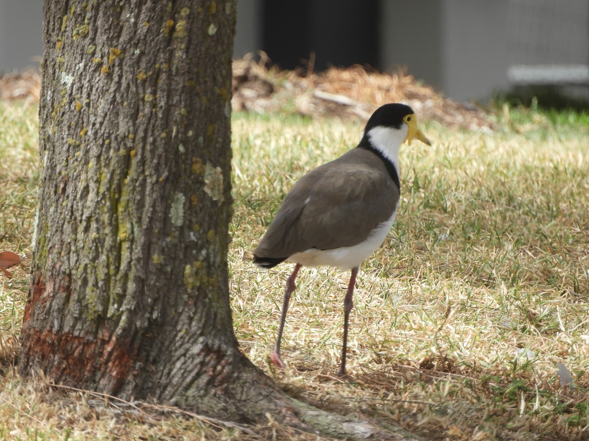 Masked Lapwing - Charles Silveira