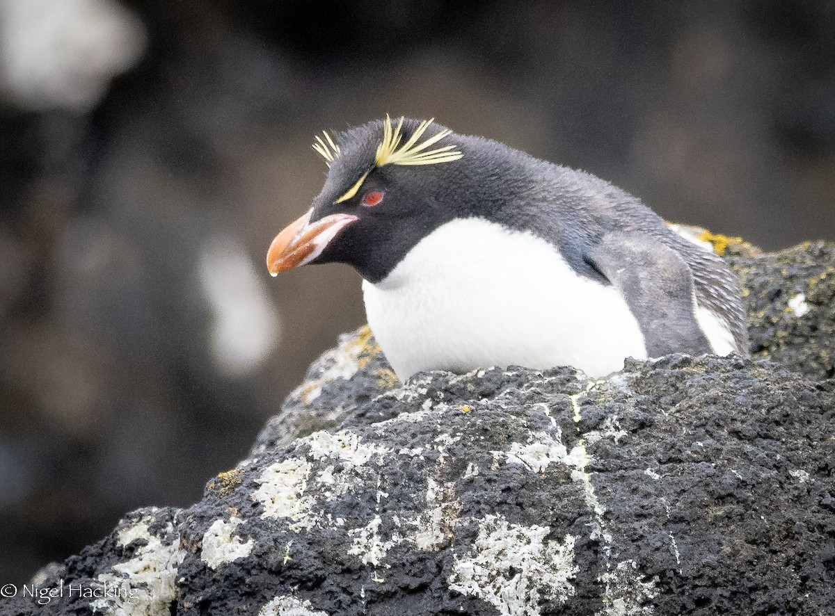 Southern Rockhopper Penguin - Nigel Hacking