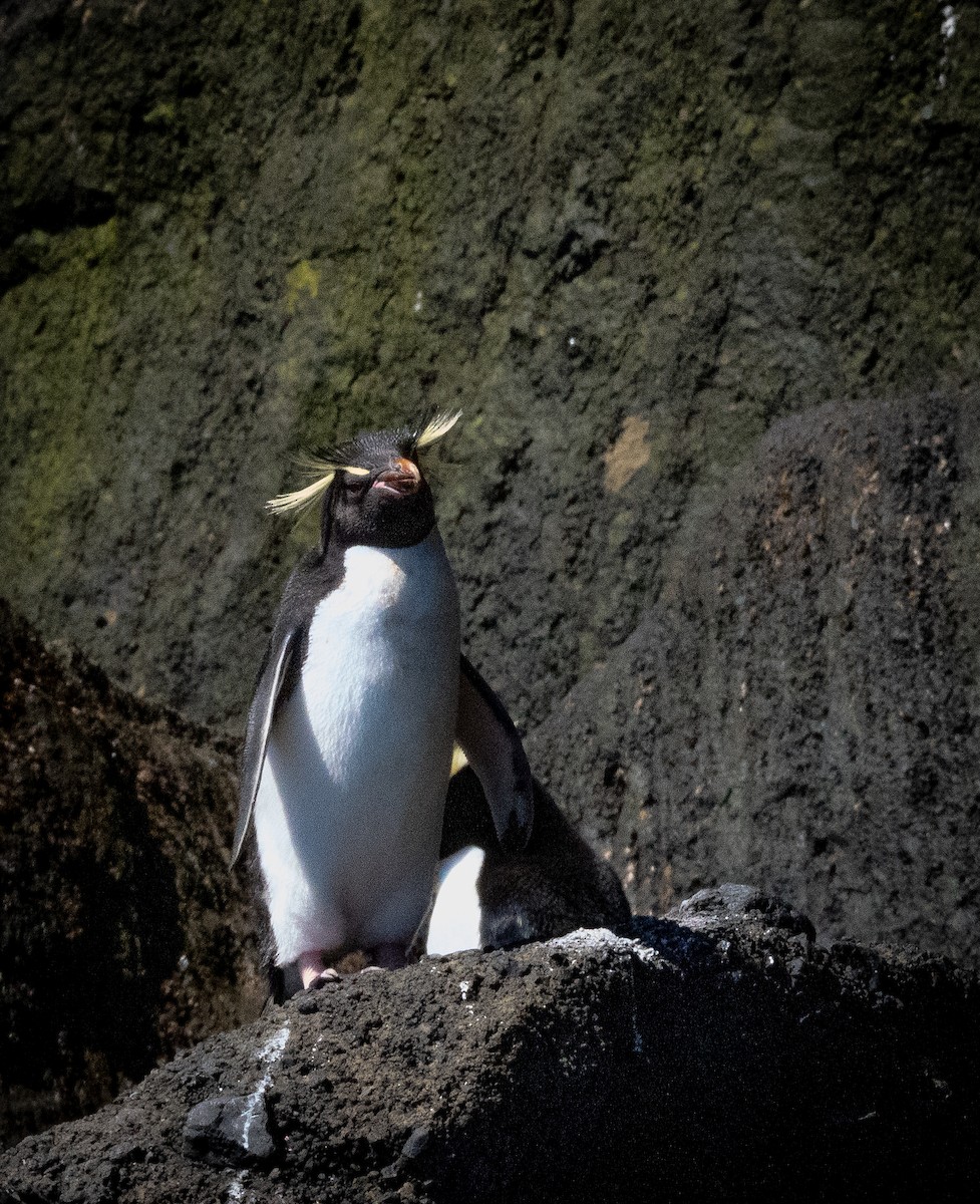 Southern Rockhopper Penguin - Nigel Hacking